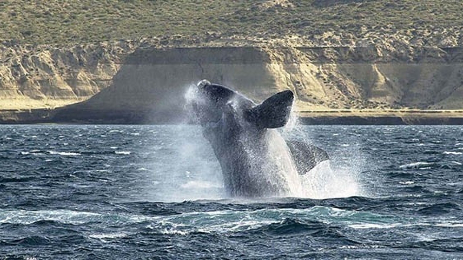 Una investigación revela que se han matado más de 50 mil ballenas franca austral a través de la historia