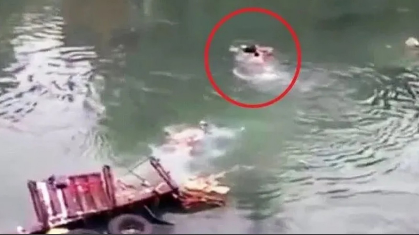 Un camión se cayó a río y la gente se tiró a rescatar mercadería