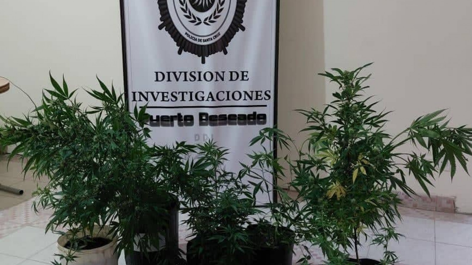 Allanamiento con secuestro de plantas de marihuana por parte de la Policía de Santa Cruz