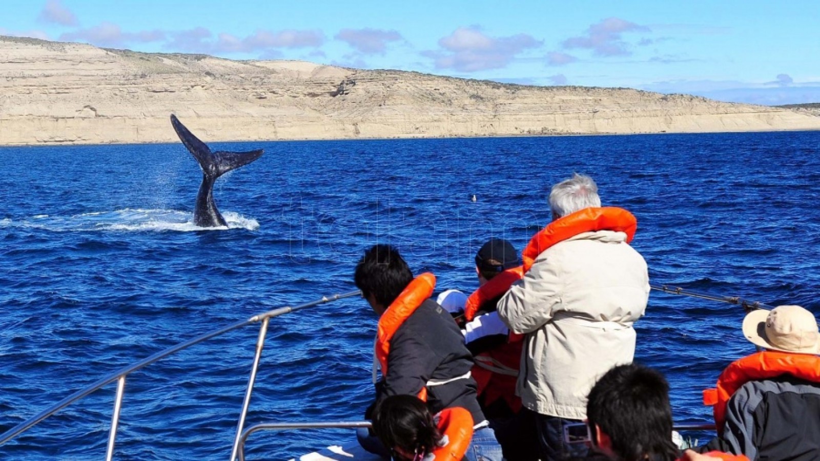 Chubut: empezó la temporada de avistamiento de ballenas en Puerto Pirámides