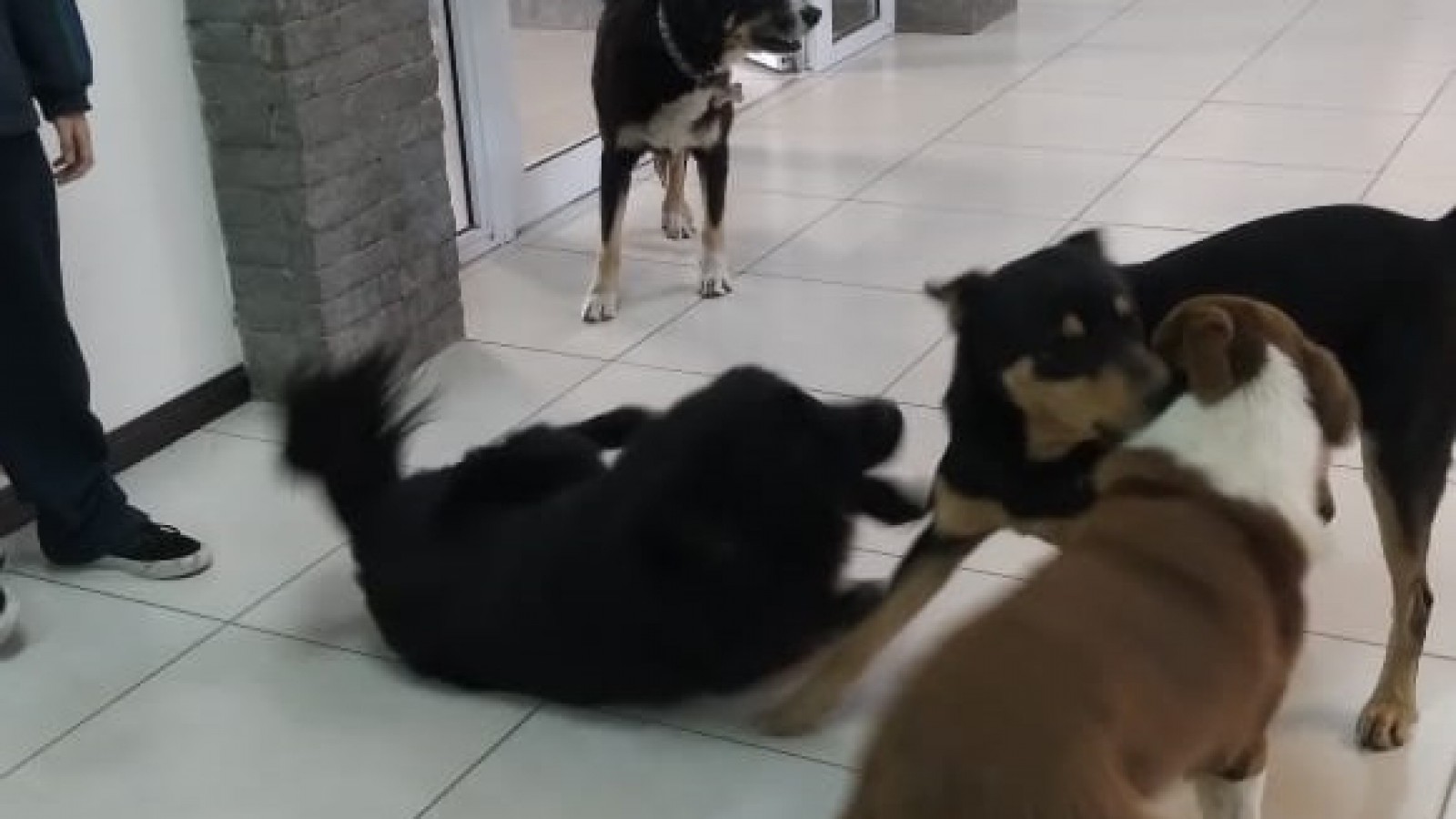 Los perros sueltos, una problemática en la Villa Turística.