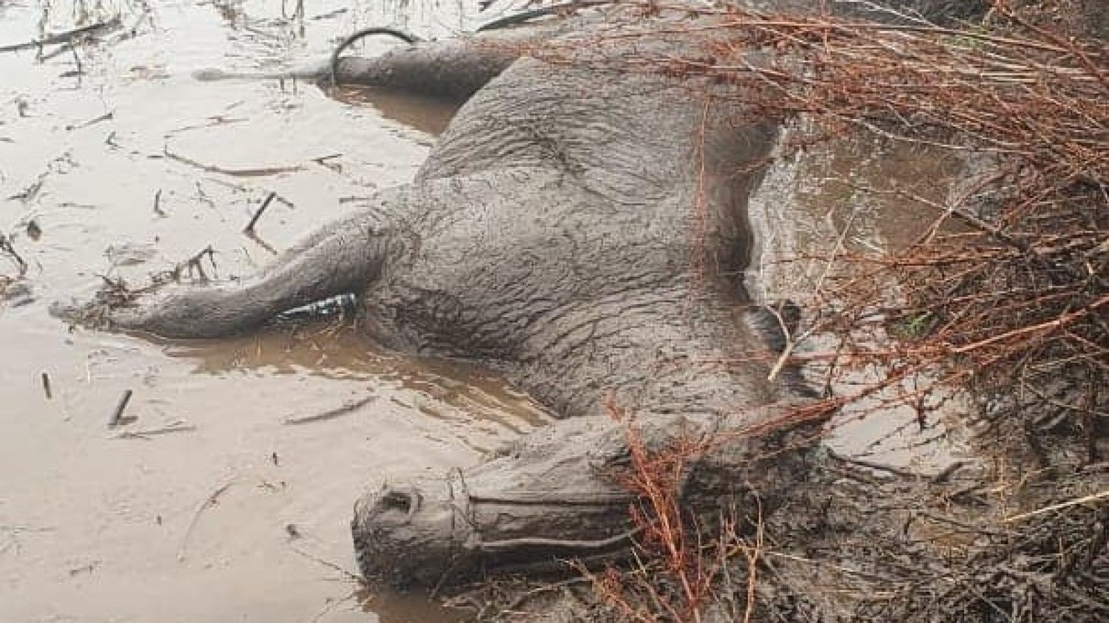 El Calafate: Policías rescatan a un caballo abandonado