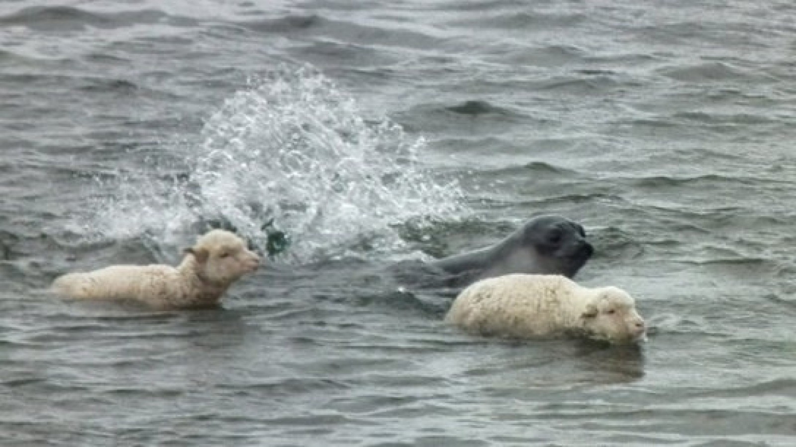 La imagen fue capturada en Caleta Valdés.