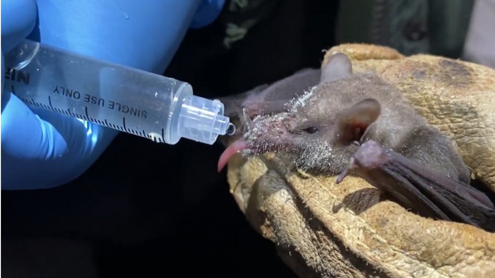 Descubrieron un virus similar al coronavirus en Rusia y preocupa a los expertos