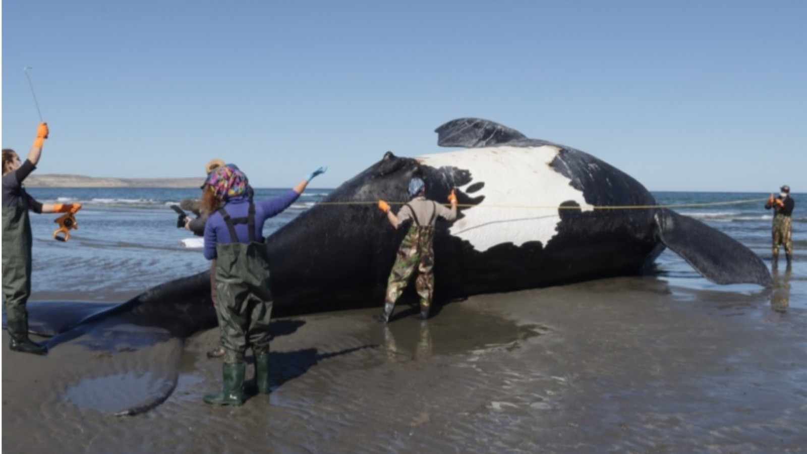 Ayer aparecieron otras dos ballenas muertas