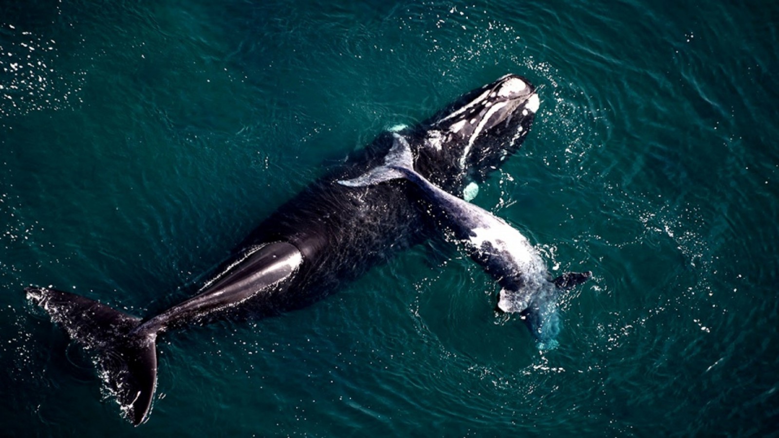 Preocupa la gran cantidad de animales que han muerto en Chubut