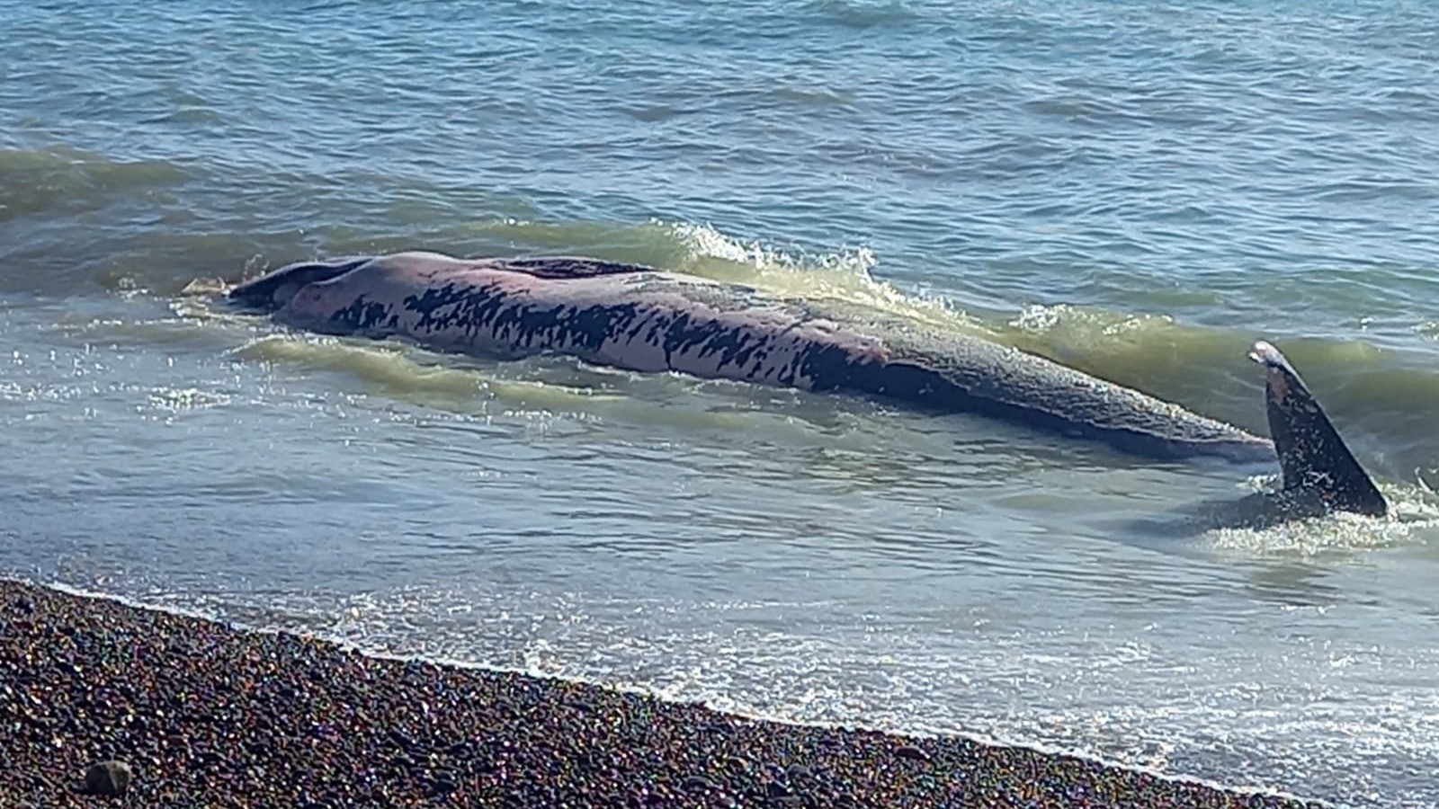 La ballena fue encontrada cerca de la costa
