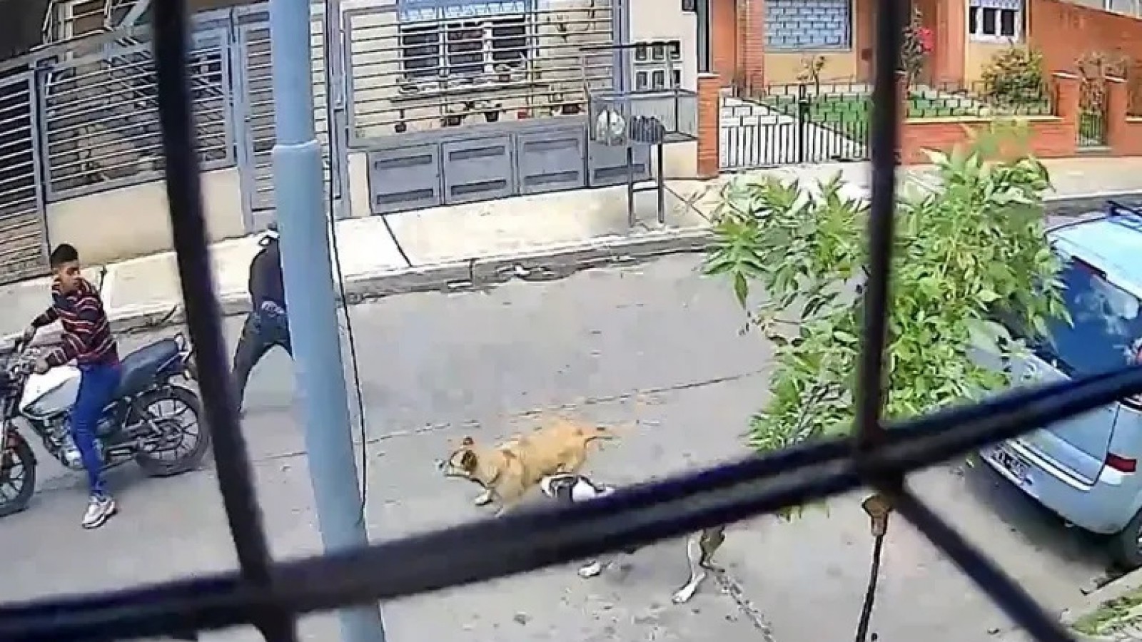 Motochorros intentaron asaltar a un hombre a punta de pistola y dos perras lo salvaron