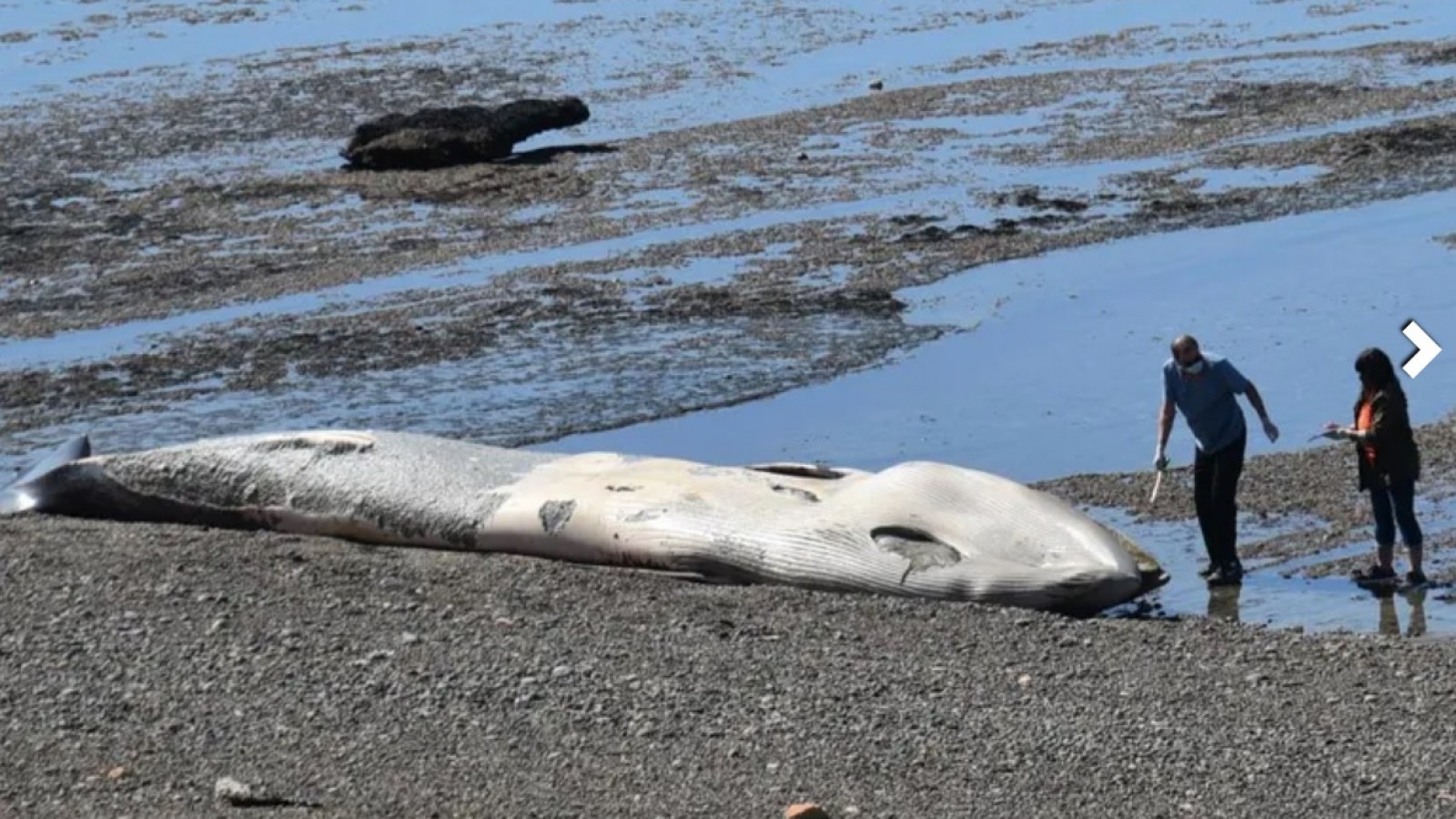 La ballena fue examinada por un especialista