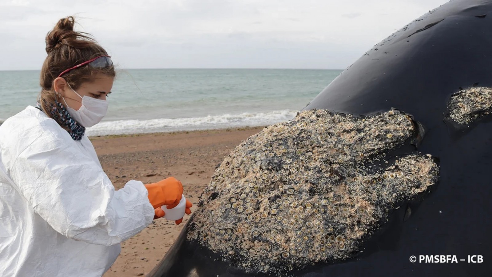 Confirmaron el hallazgo de toxinas de "marea roja" en seis de las ballenas muertas en la península