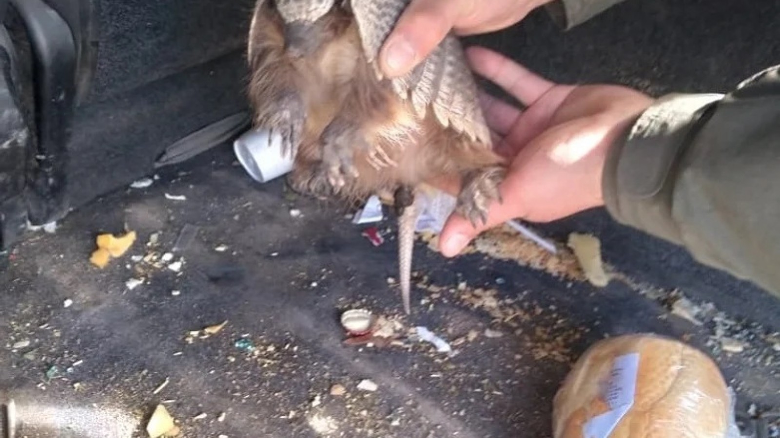 Rescataron a un piche bebé que llevaban de forma ilegal en la ruta 40