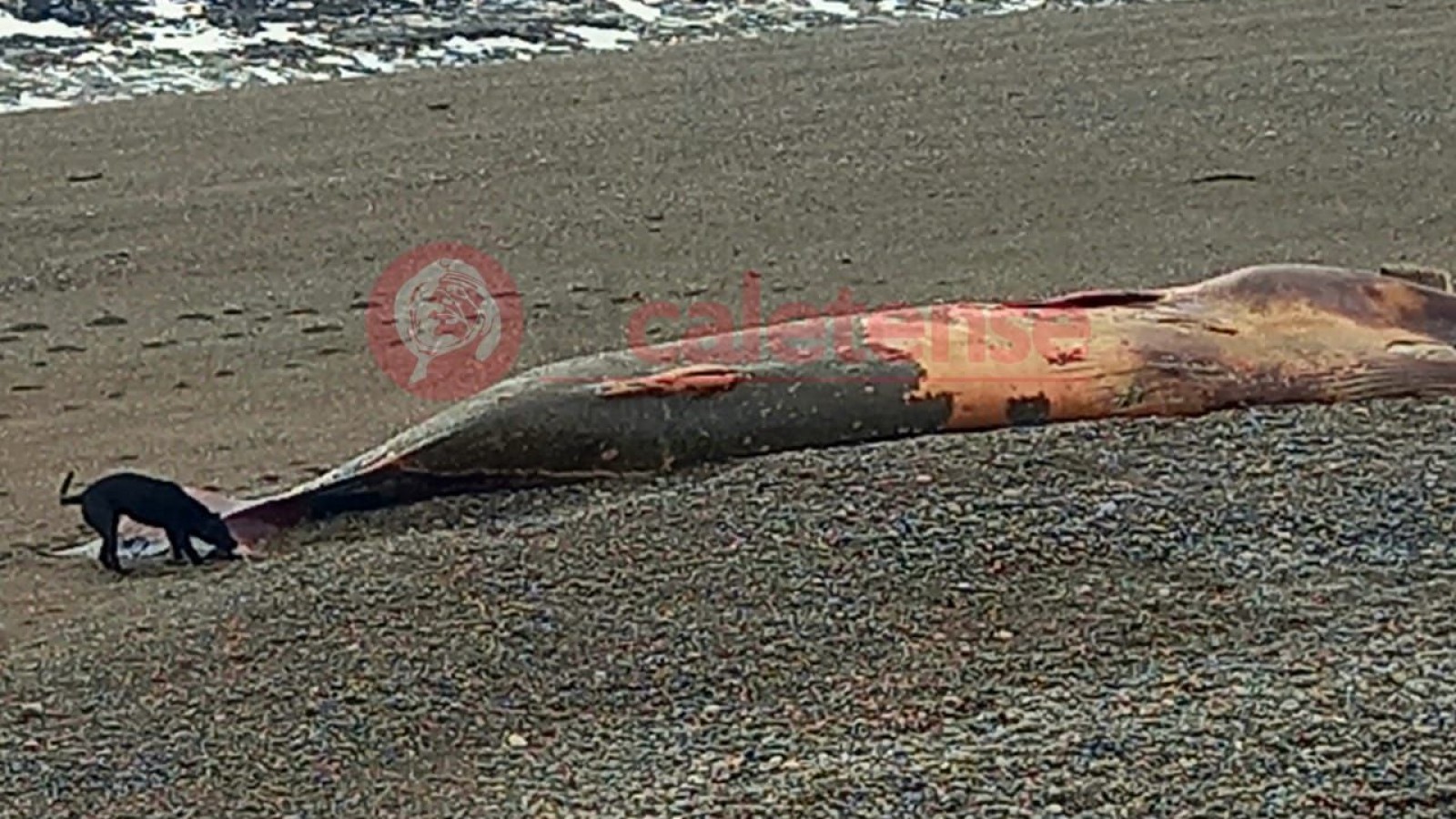 Perros se comieron el cuerpo de una ballena varada en la costa