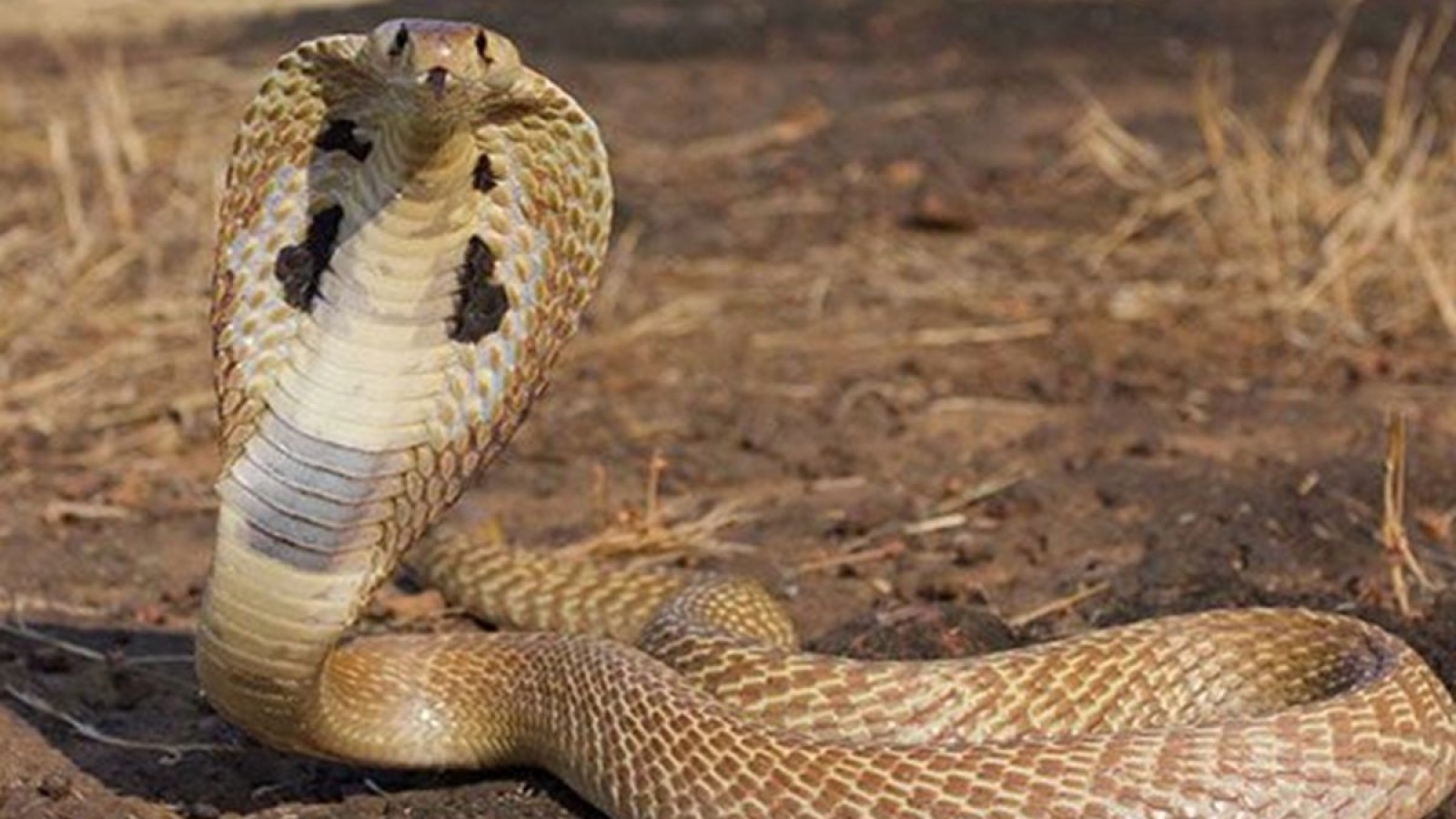 Un niño de 8 años mató de dos mordiscos a una cobra que lo había atacado
