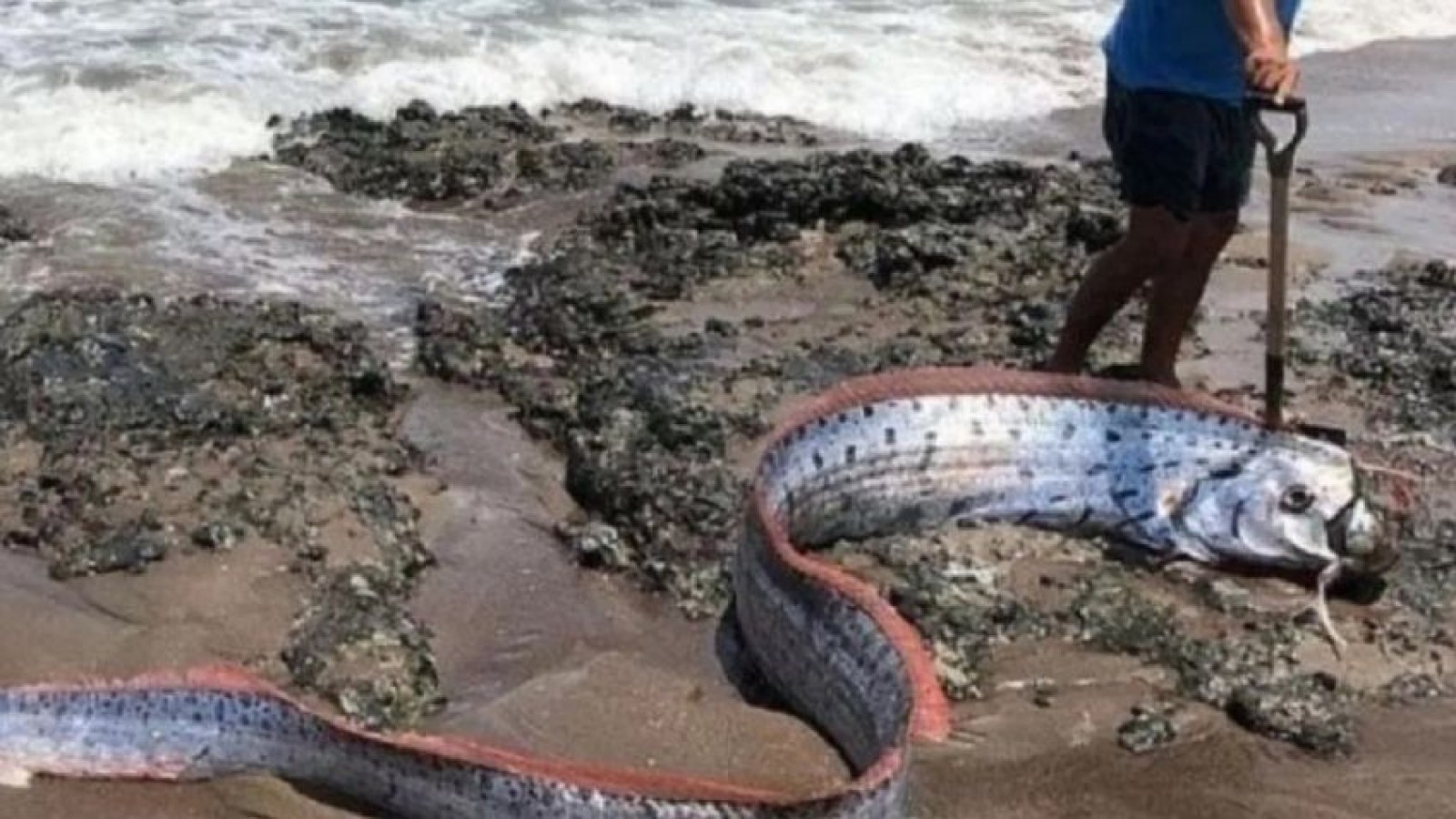 El Hallazgo del Pez Remo en el sur de Chile.