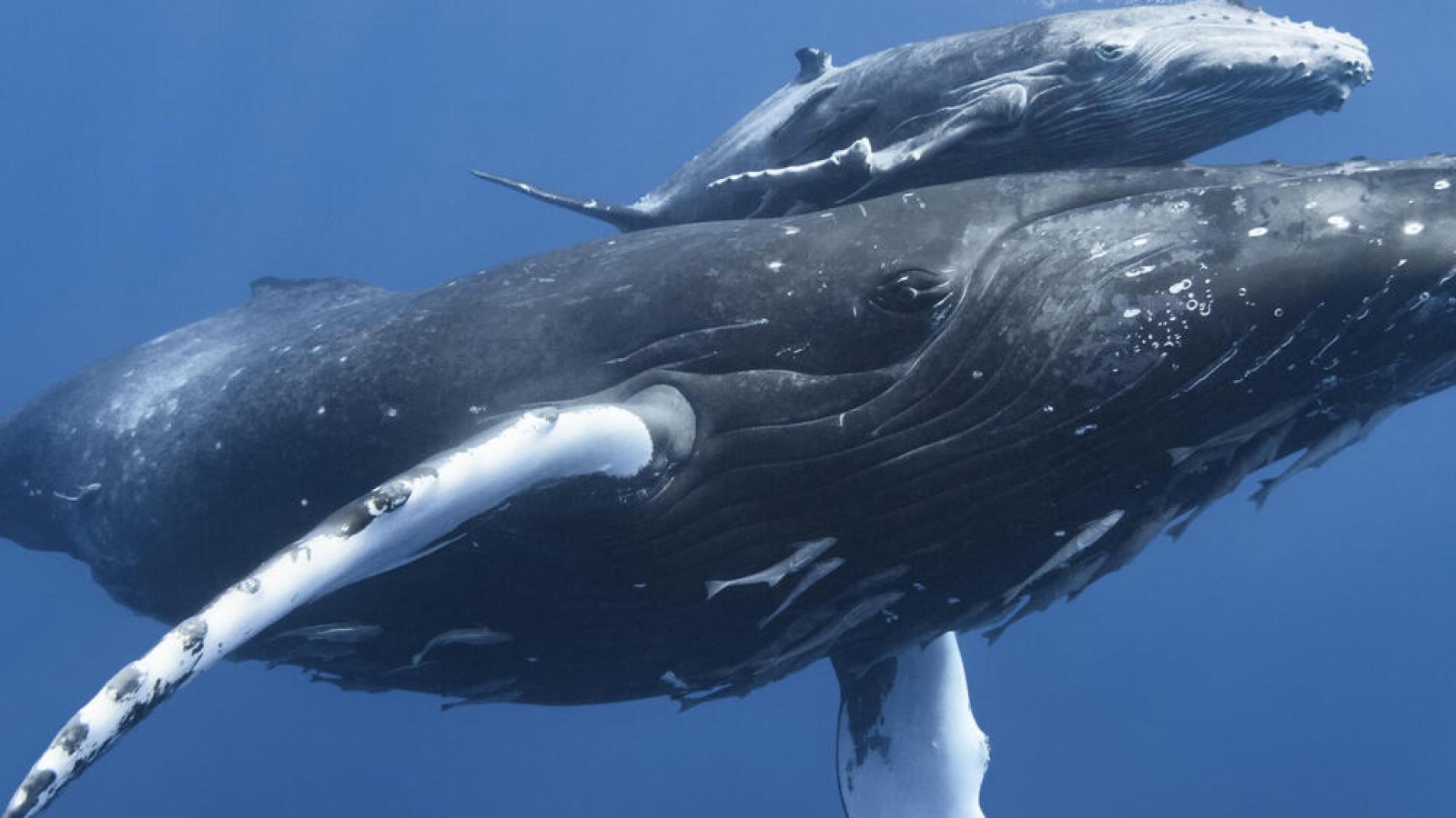 Foto Ilustrativa: Ballena Franca Austral