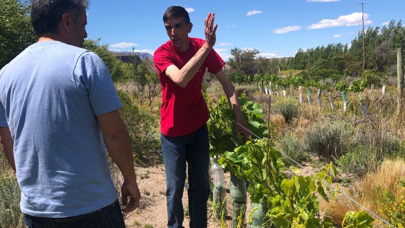 Historias De Patagonia:  Las gírgolas y viñedos de Lago Posadas