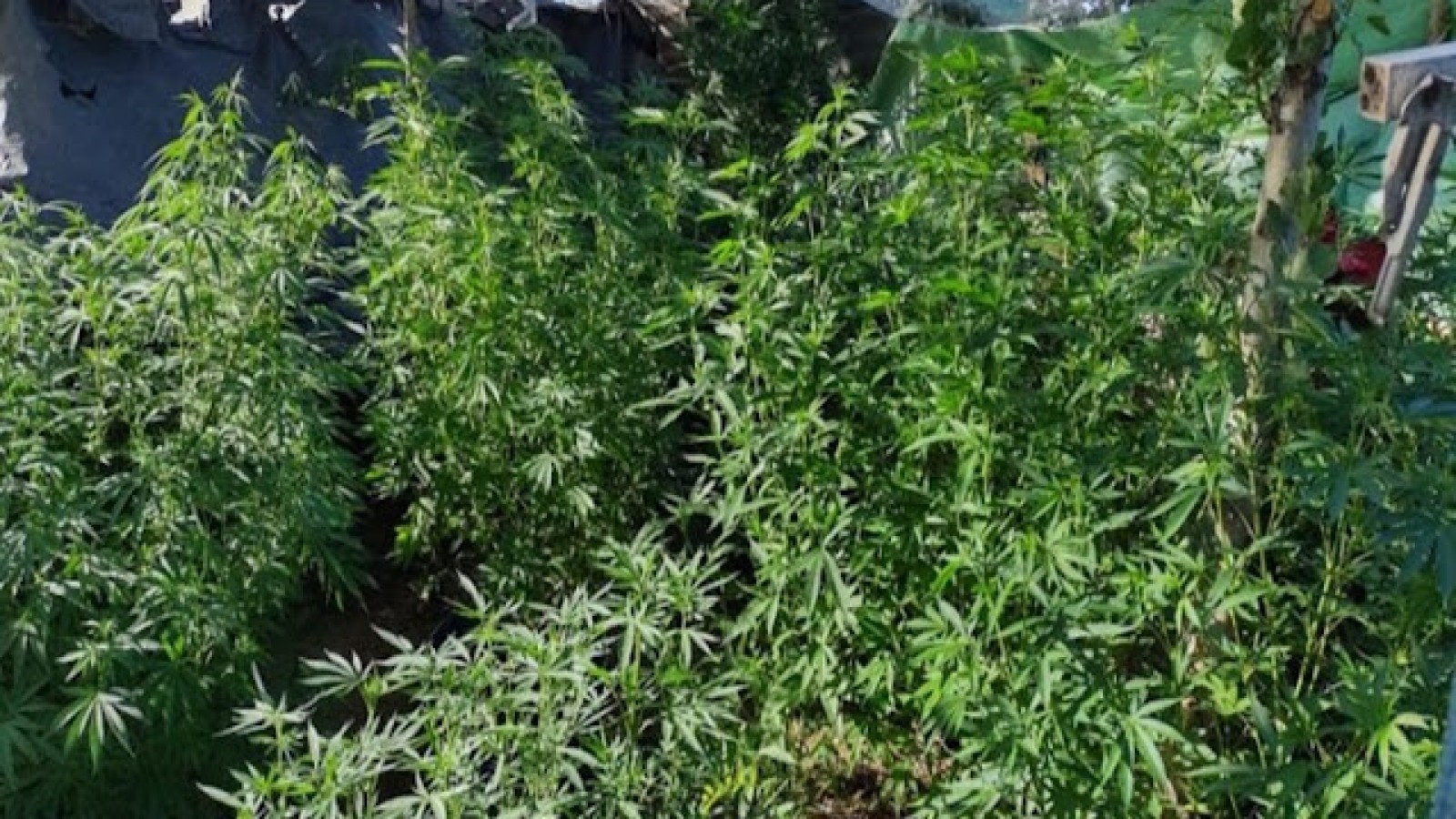 Allanamiento con sorpresa, fueron por un robo y se encontraron 28 plantas de marihuana