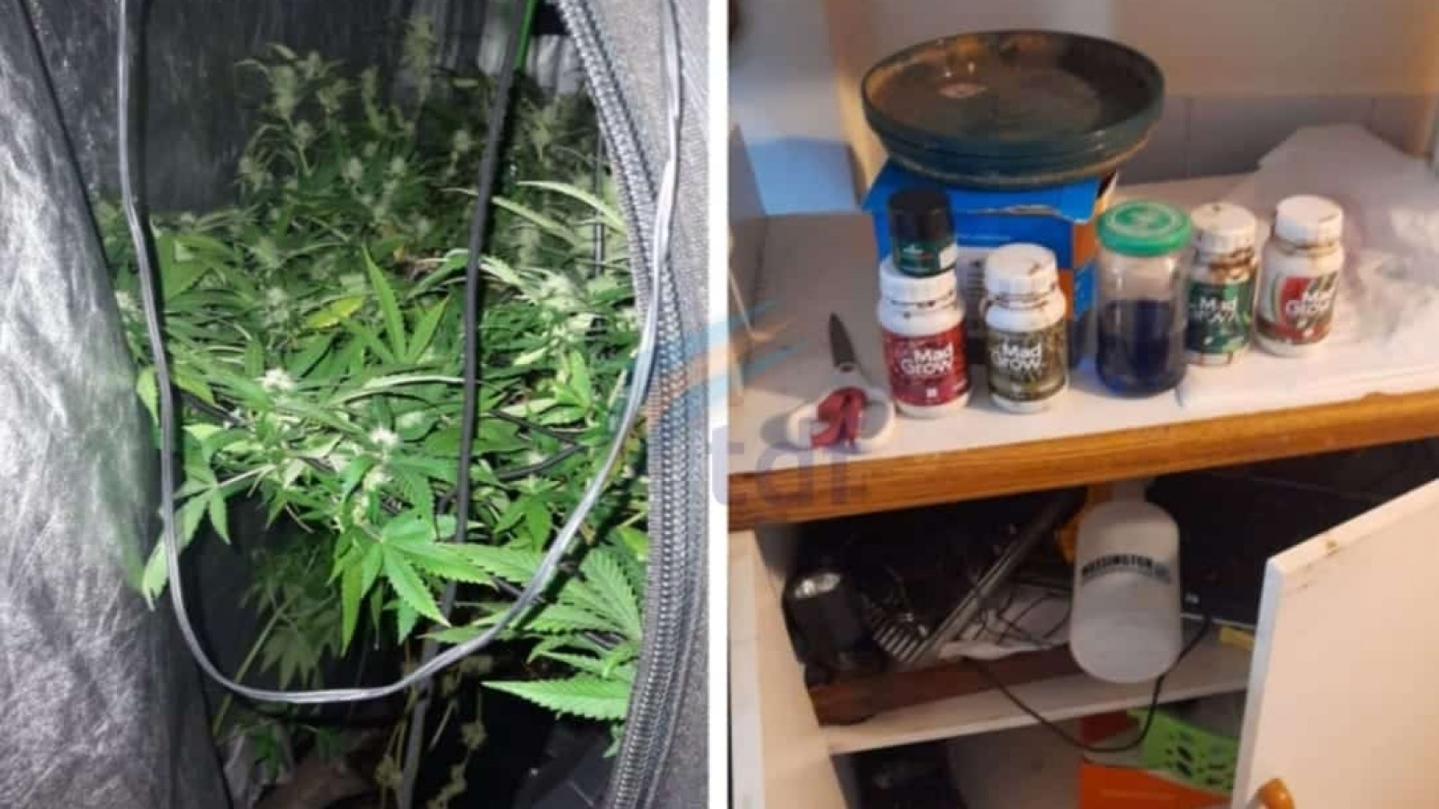 Allanaron un domicilio por el salvaje ataque a un hombre y terminaron encontrando plantas de marihuana