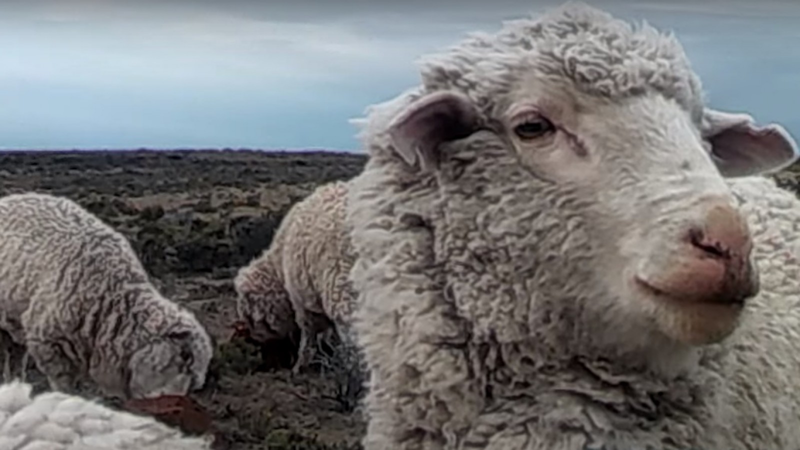 Ovinos patagónicos comiendo el ARC