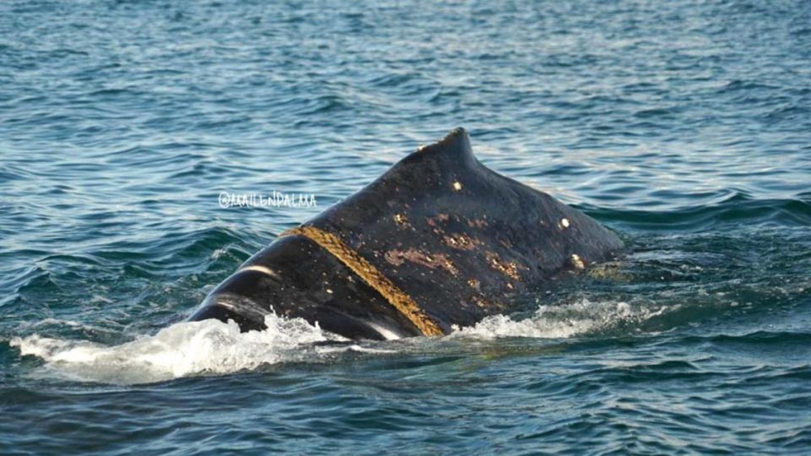 Ballena yubarta con una soga alrededor de su cuerpo