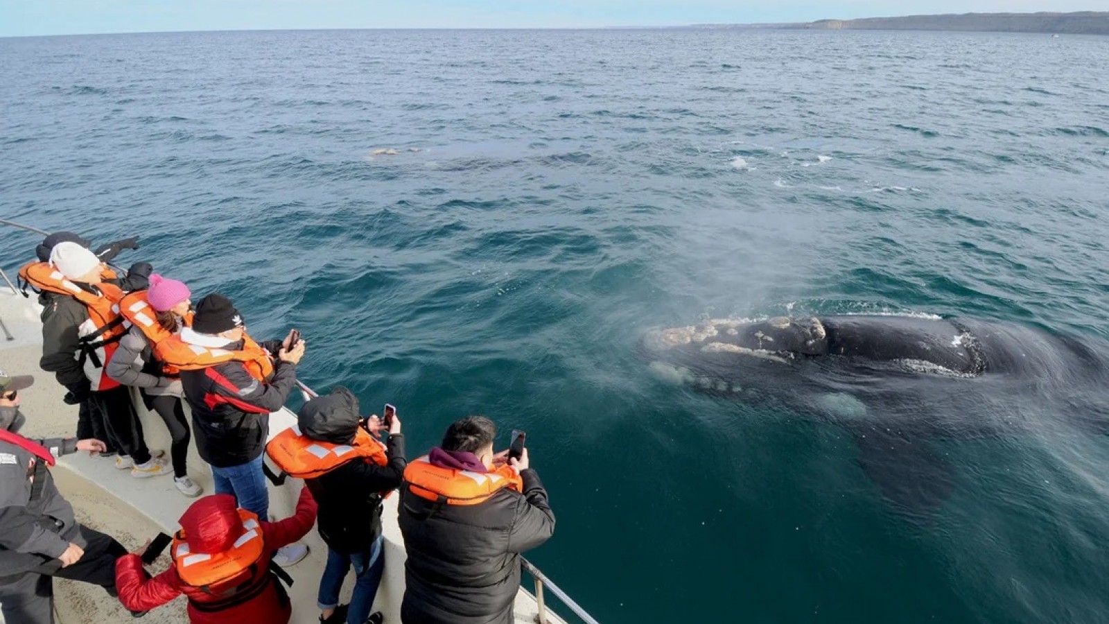 Temporada de Ballenas 2023: ya se tiene las fechas del comienzo de temporada de avistajes