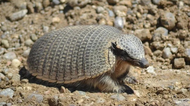 Fabián: el piche petrolero