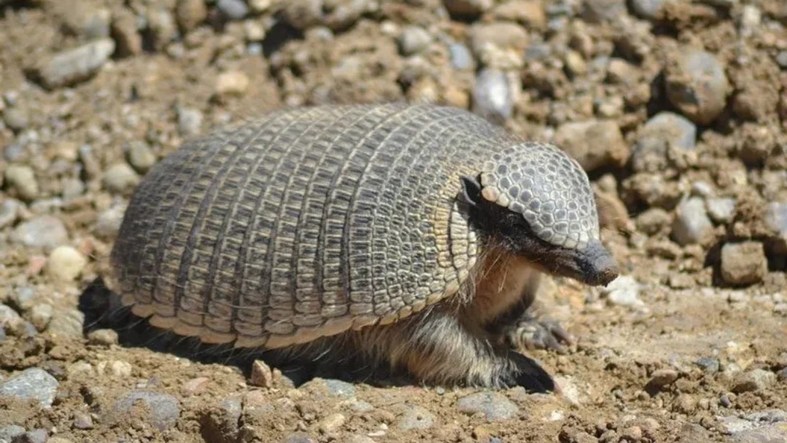 Fabián: el piche petrolero