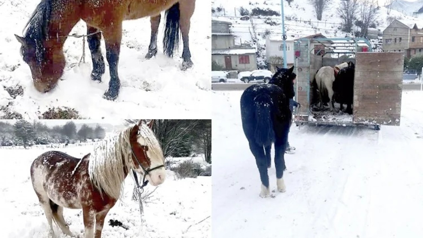 Movimiento animalista busca proteger caballos