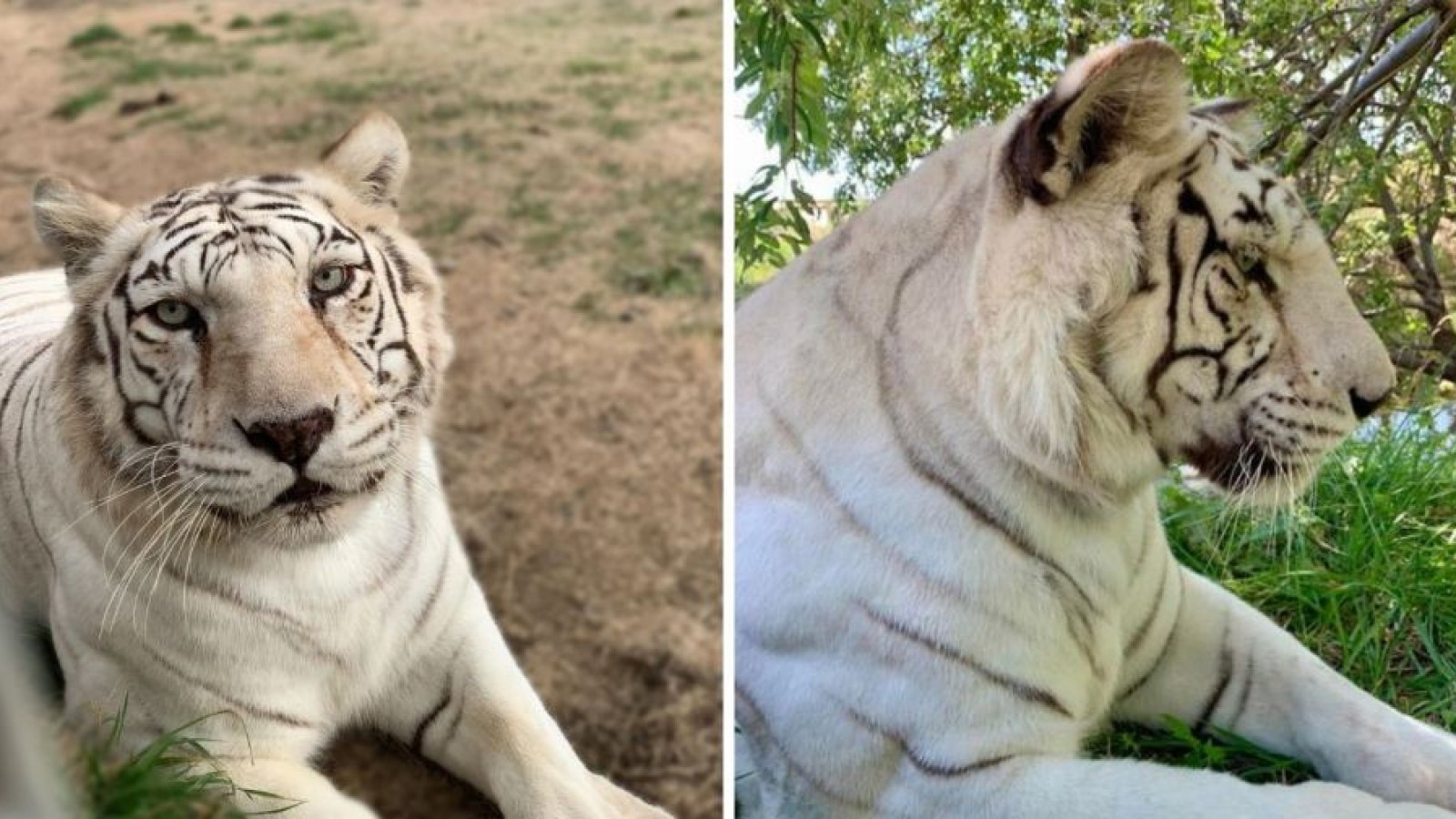 Río Negro: se metieron a la jaula de los tigres para robar una caja fuerte