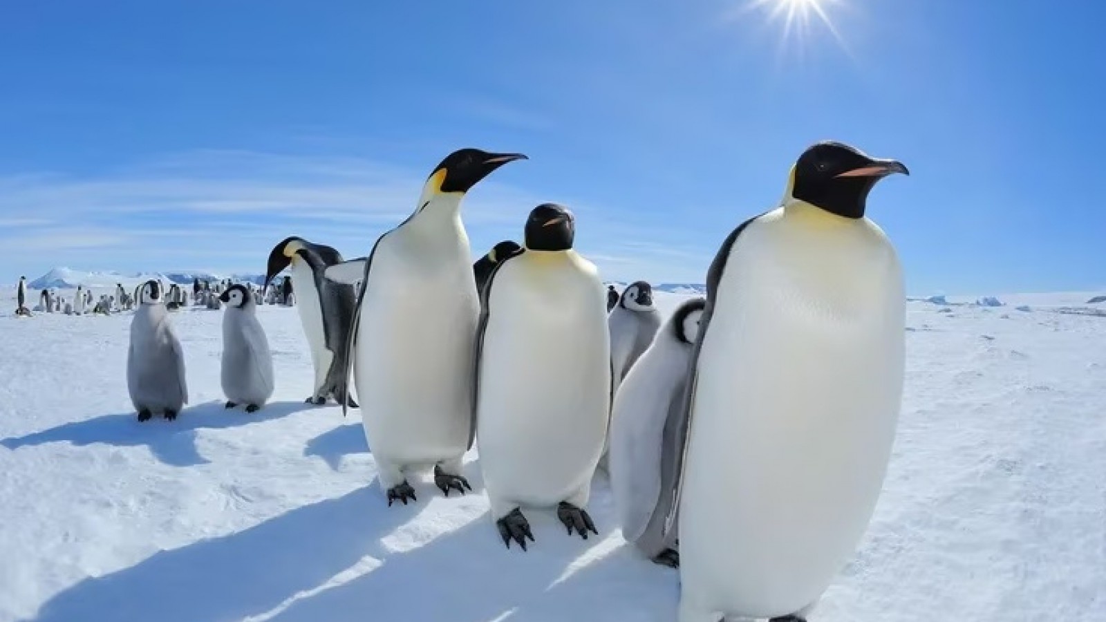 La fauna de la Antártida podría estar en alto riesgo si el virus de la gripe aviar llega a transmitirse allí, advirtió un grupo de expertos de la Organización Mundial de Sanidad Animal