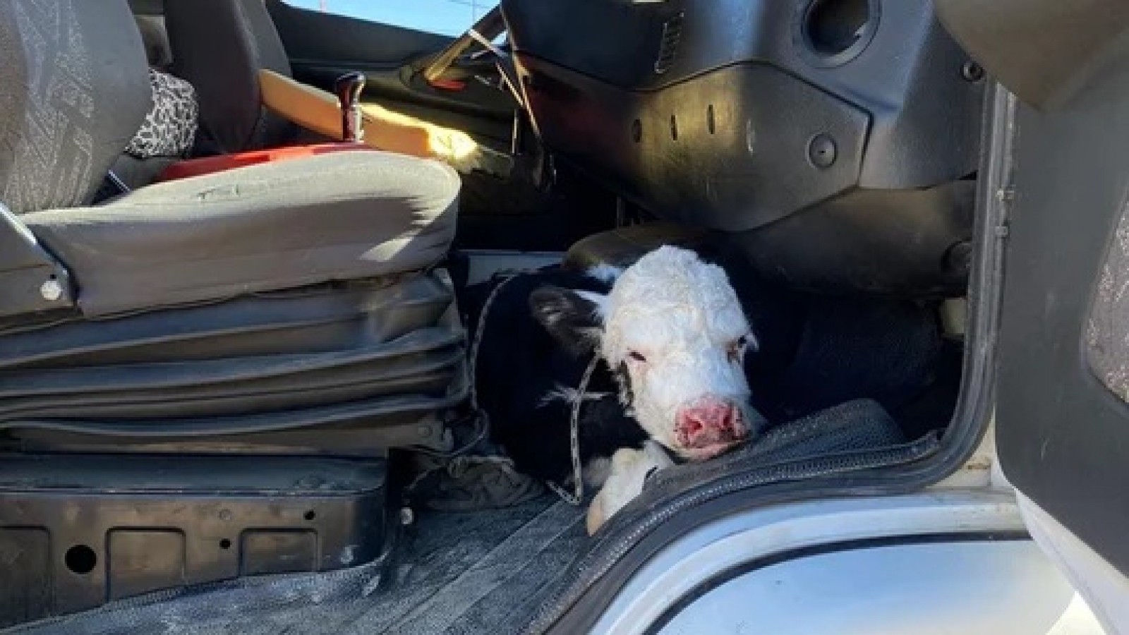 Llevaba escondida una ternera en su camión y lo descubrió Gendarmería