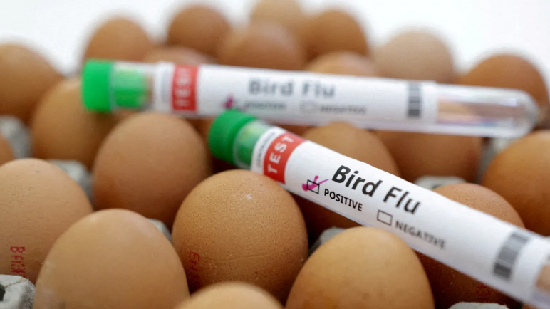 La OMS confirmó la primera muerte por gripe aviar en el mundo
