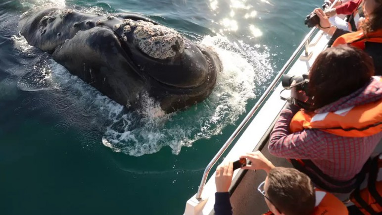 Lanzamiento de la temporada de ballenas en Madryn: el precio por persona para el avistaje