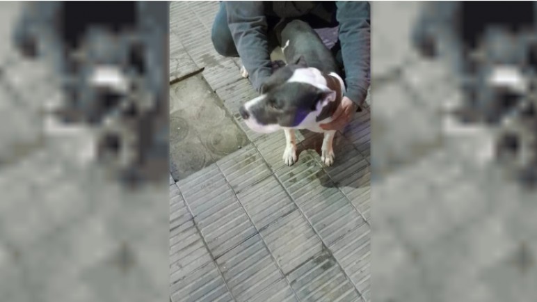 Intentaron robarse un perro, pero fueron detenidos