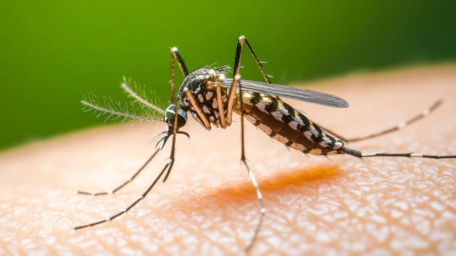 Dengue: los casos se mantienen estables en Argentina mientras aumentan en Brasil