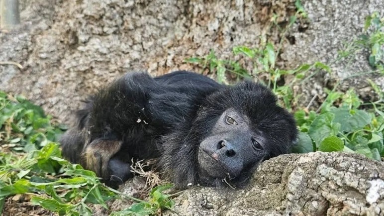 El animal se encuentra recuperándose en un refugio