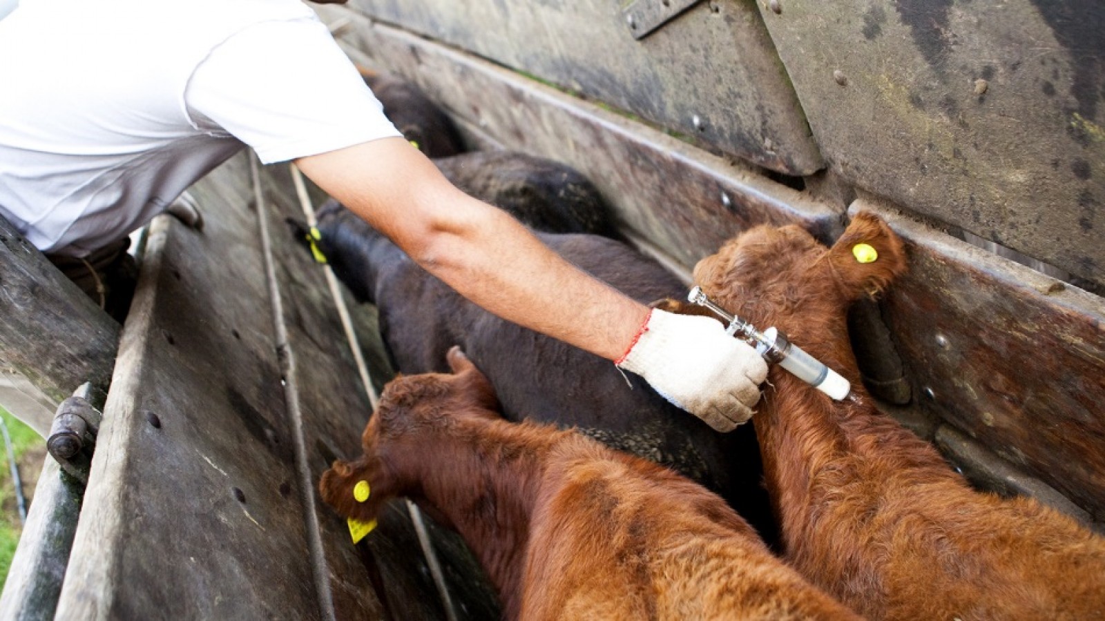 La vacunación preventiva implica un riesgo potencial para la región patagónica, que ostenta el estatus de "libre de aftosa sin vacunación", un reconocimiento clave para acceder a mercados internacionales de alto valor.