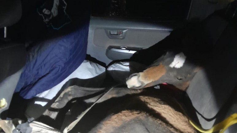 Santa Cruz: tenía un potrillo maniatado en la camioneta y le dieron 72 horas para presentar los certificados sanitarios