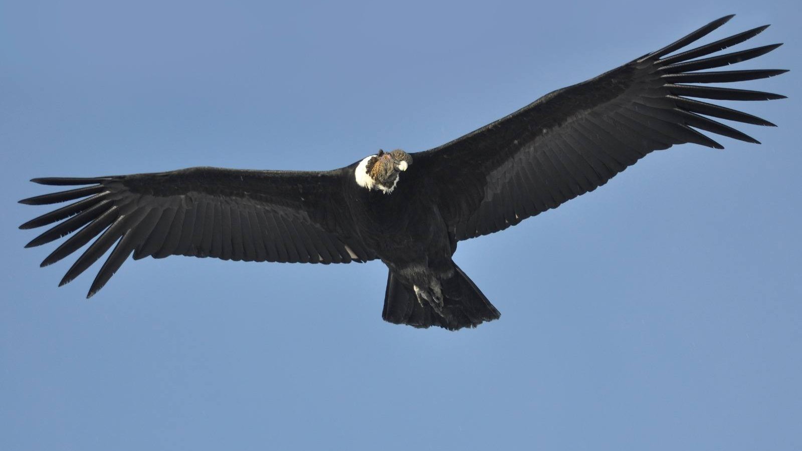 "Esto no es fruto del trabajo de uno sólo": el Senado dio media sanción para declarar a 28 de Noviembre como Capital Nacional del Cóndor Andino