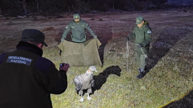 TRas su recuperación el ave vuelve a su hábitat
