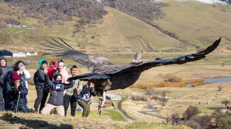 Walaq, liberado tras su recuperación