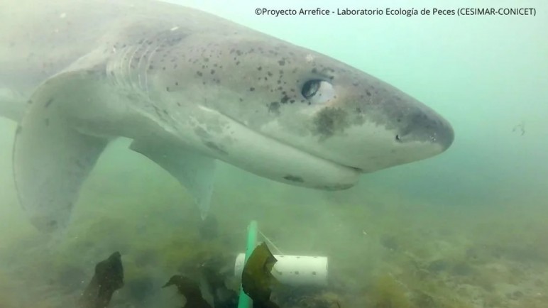 De Santa Cruz a Uruguay en 8 meses: el recorrido de un tiburón que nadie había logrado comprobar