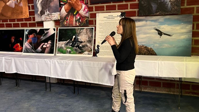 Buscan proteger al cóndor andino