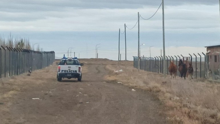La Policía secuestró los equinos sueltos