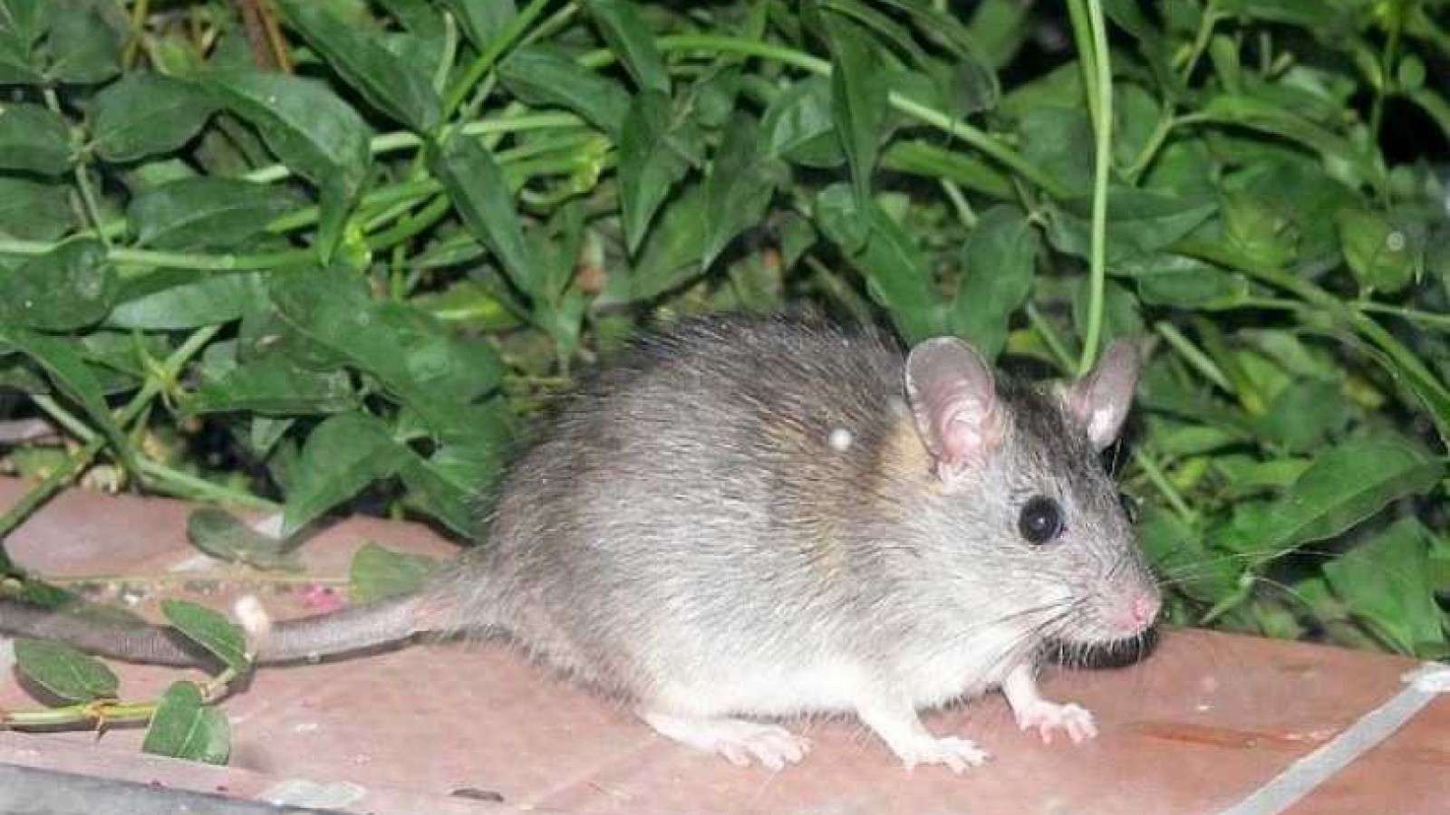 Aseguran que hay una invasión de lauchas en Caleta Olivia