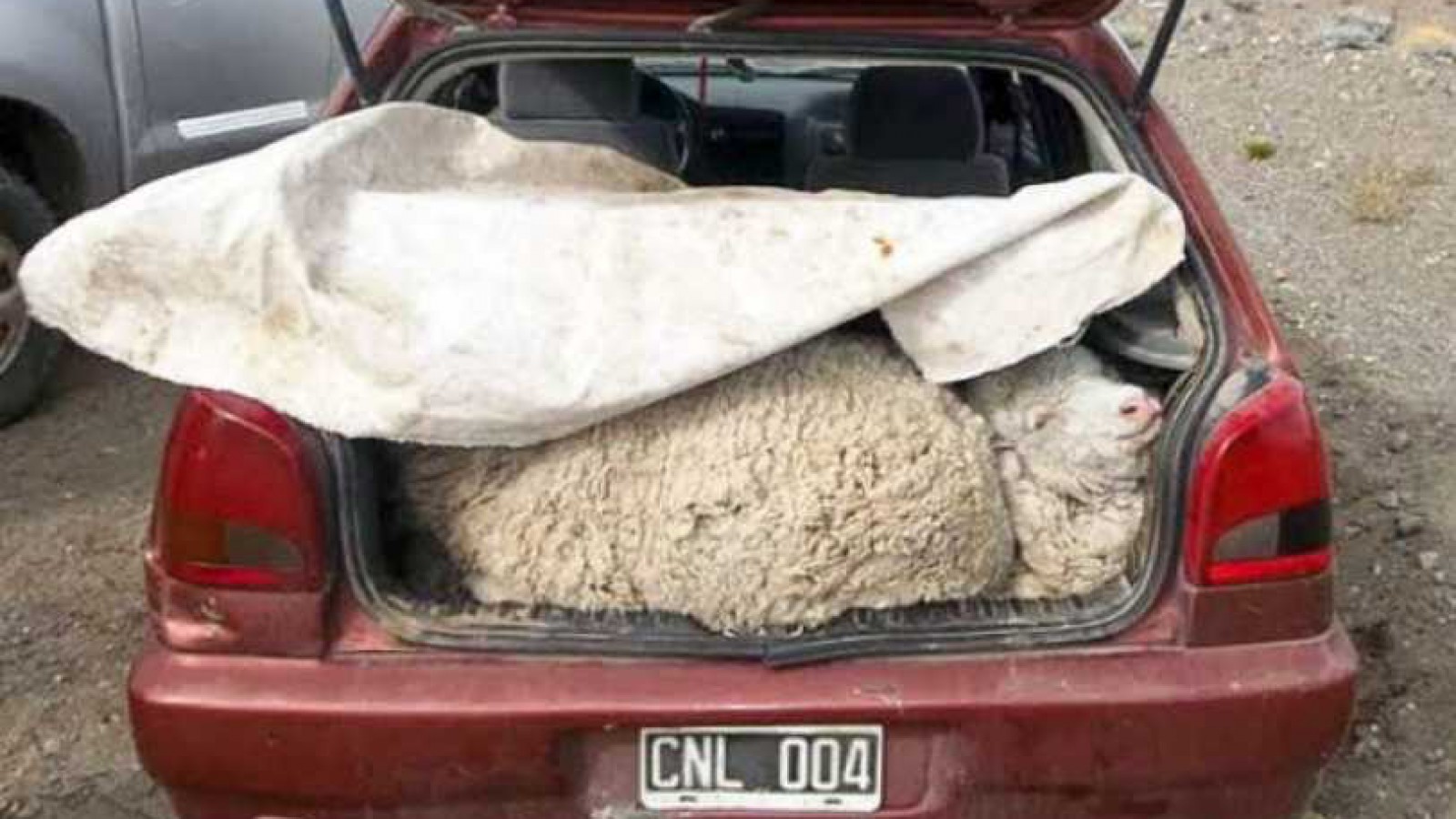 Detienen a tres hombres por abigeato en Perito Moreno