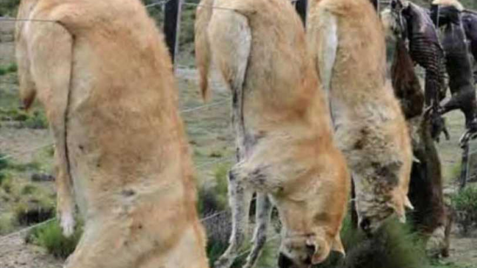 Brutal matanza de perros en el sur de Caleta Olivia