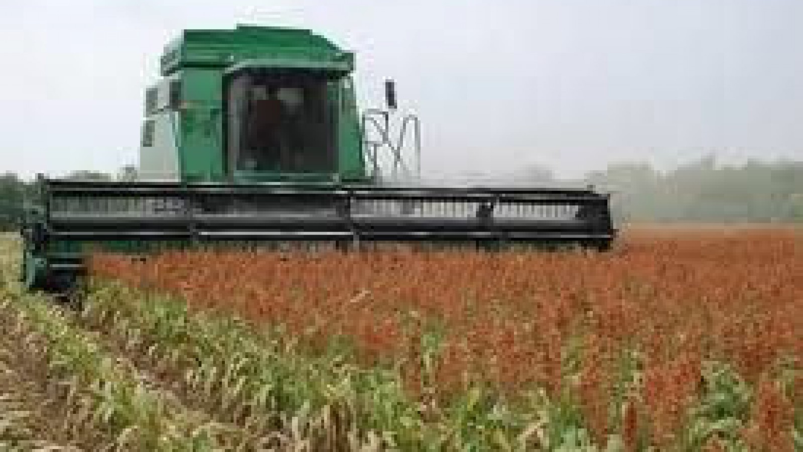 China importará sorgo argentino