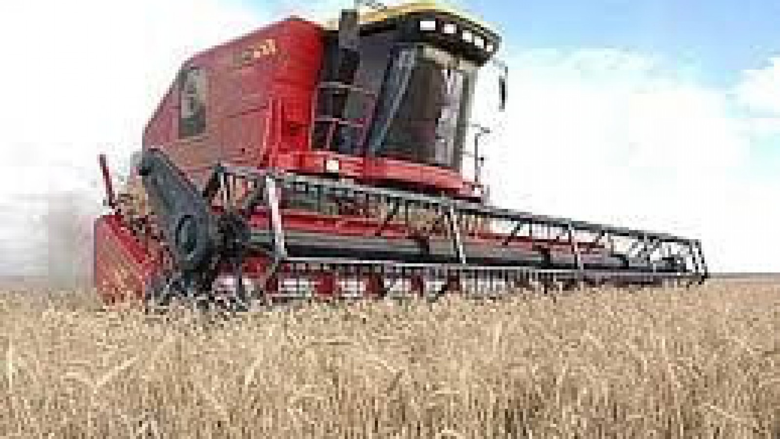 Trigo: Por cada camión que venden los productores pierden $18.000.