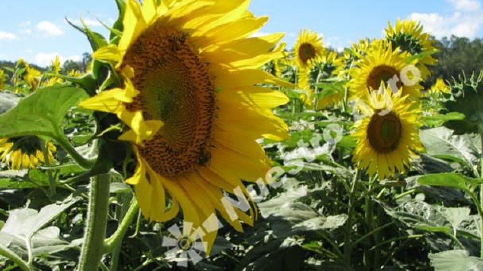 El girasol presenta excelentes rindes en zonas claves y la BCBA elevó su estimación de cosecha